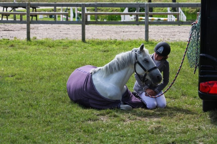 The Equihunter Arena 3.5 Tonne Horsebox