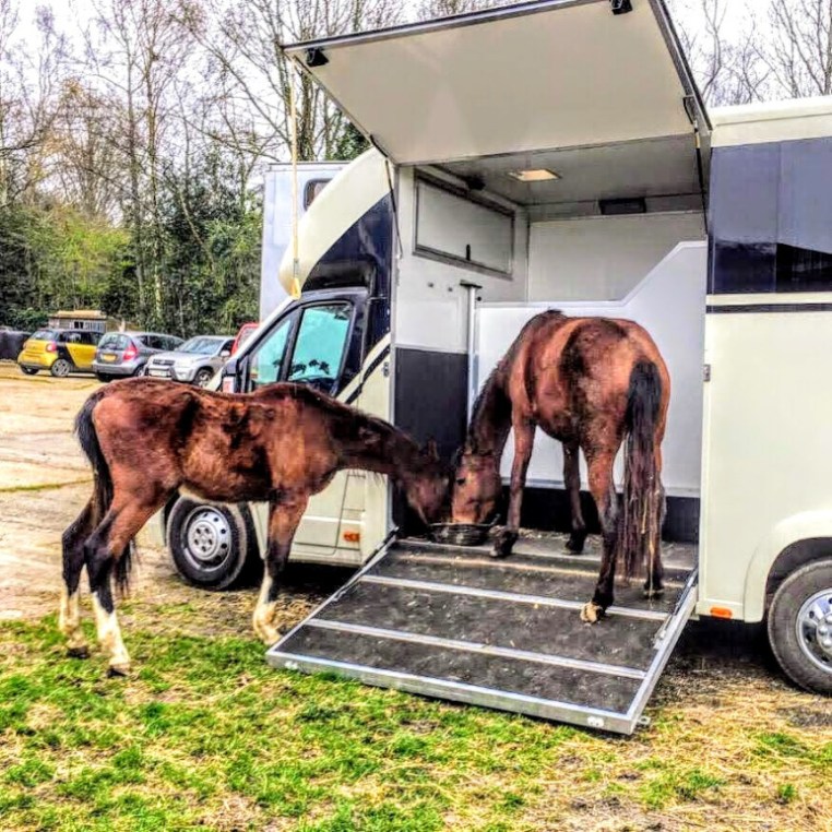 Libby Newman Team Equihunter Show Jumping