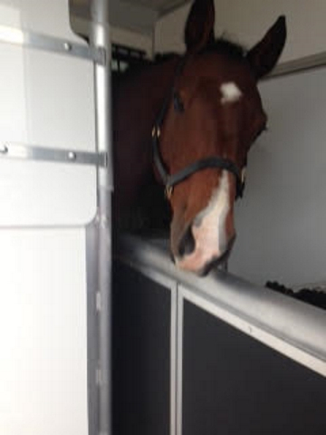 The Equihunter Arena 3.5 Tonne Horsebox